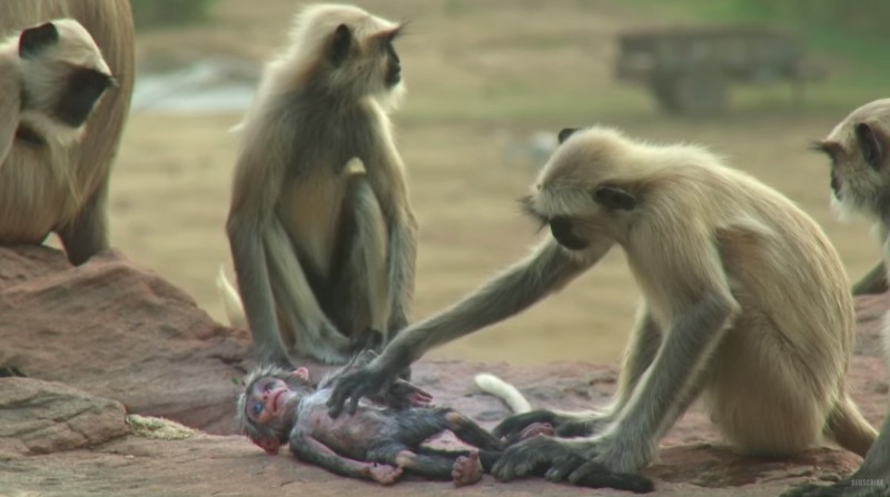 1c9eaac862ab1c2c00b064ae2680064f-800x447