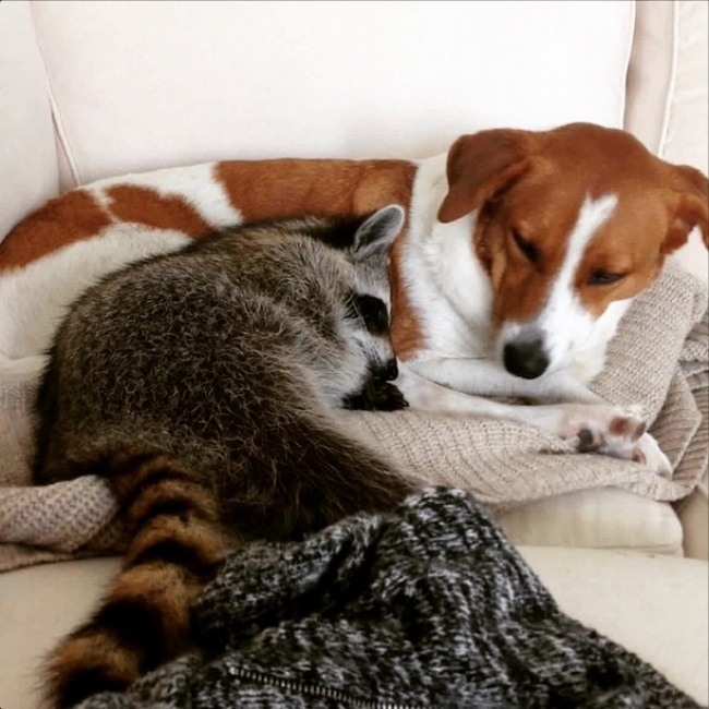 640010-93755-r3l8t8d-650-04-1483359651-650-db5515cb8b-1483360275