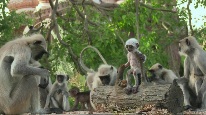 71163ca6fbee33568b0beb9c1ddc9938-800x448