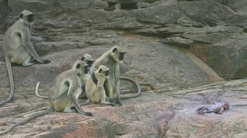 86b8e106e8cd996647e7c187fb943439-800x446