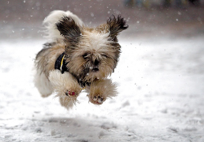 93955-131214cute-puppy-playing-in-snow-wallpaper-650-b5b850aef6-1483360275