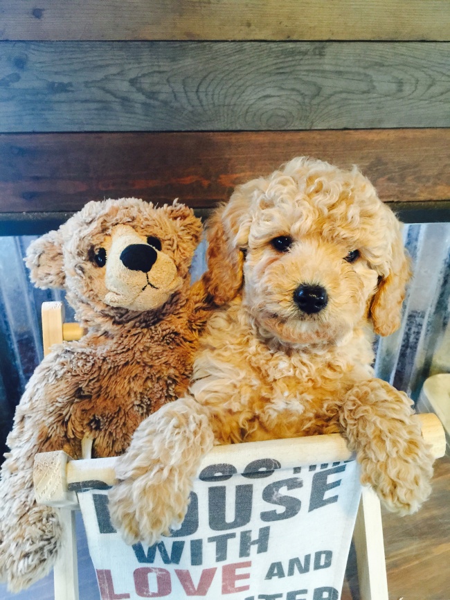 94155-c3i2jjv-650-9c084b13d0-1483360275