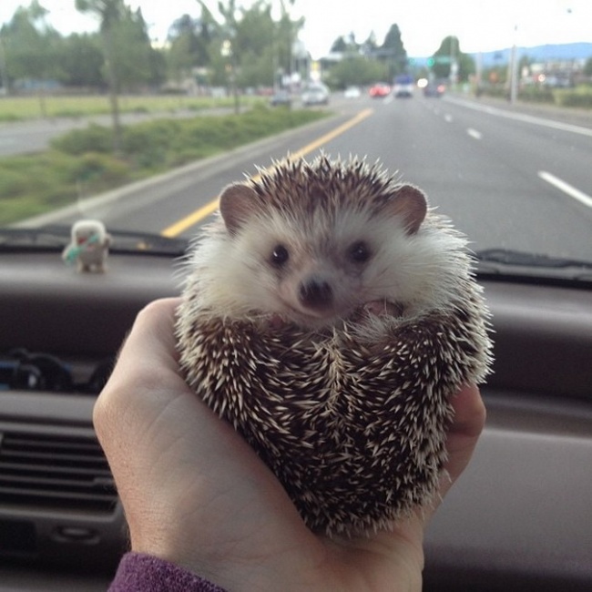 94205-cm_20130613_02844_010-650-4abee8f59e-1483360275