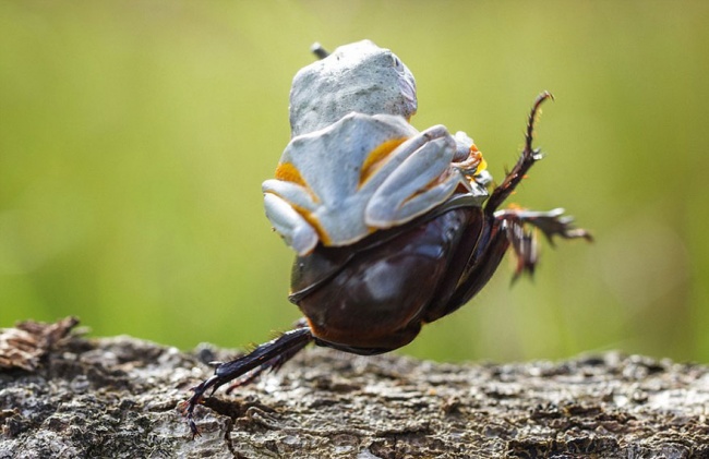 94455-frog-riding-beetle-hendy-mp-4-650-74c2223e15-1483360275