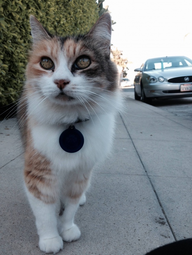 94555-n1rauu8-650-f444cacc66-1483360275