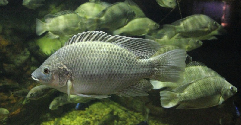 bb06906efee107b7dbded6b3cea5de71-800x418