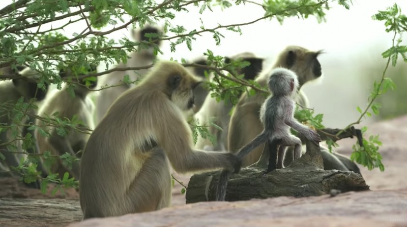 d103e99e79c4c783bbdabb484134ab46-800x448