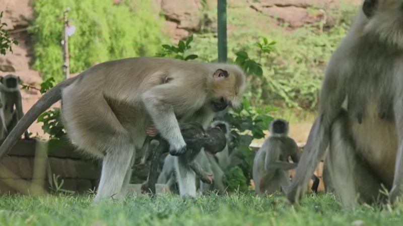 e450aee41f4ee6565f67e288d392e26c-800x448